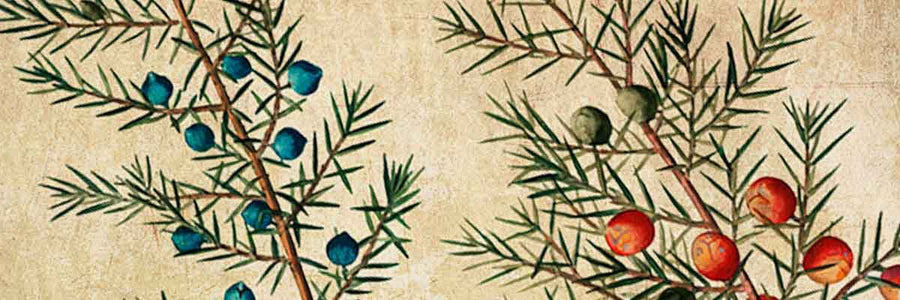 Истории о Джине и Тонике (Эпизод 1)